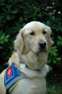 Vente spéciale de pommes pour financer un chien guide d'aveugle. Du 10 au 11 février 2012 à Perpignan. Pyrenees-Orientales. 